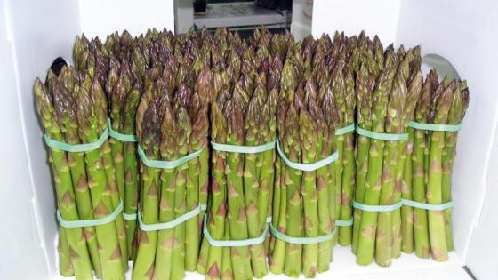 Asparagus Green Good Price High Quality Fresh Peru