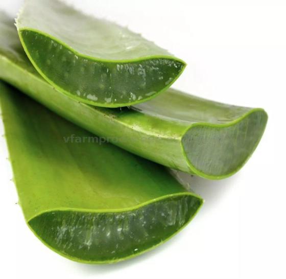 Cheap Aloe Vera Leaves for Jelly and Drinking From Vietnam