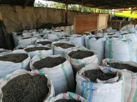 Coffee Bean–Unroasted Beans for Brewing Coffee – Coffee S