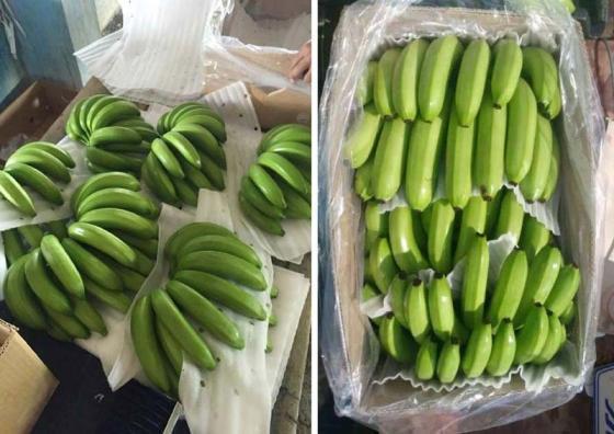 Fresh Fruits, Cavendish Banana, Hass Avocado, Bananas Green, 