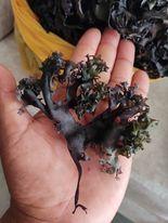 Irish Moss-Chondrus Crispus-Sea Moss-Wildcrafted Golden Purple From Peru