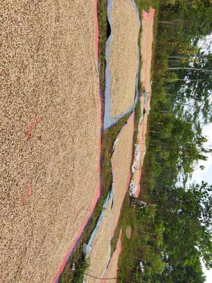 White Cardamom–Spice for Cooking and Flavoring – Gro