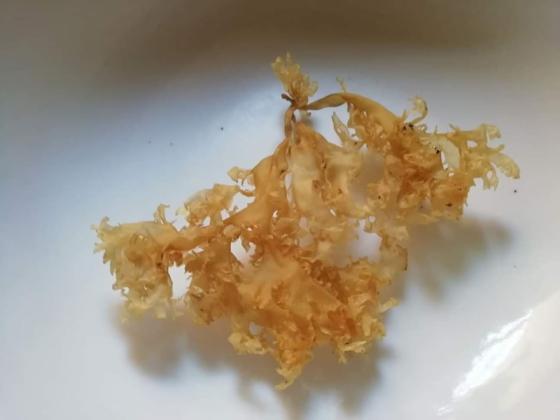 Wildcrafted Sea Moss Chondrus Crispus From Peru