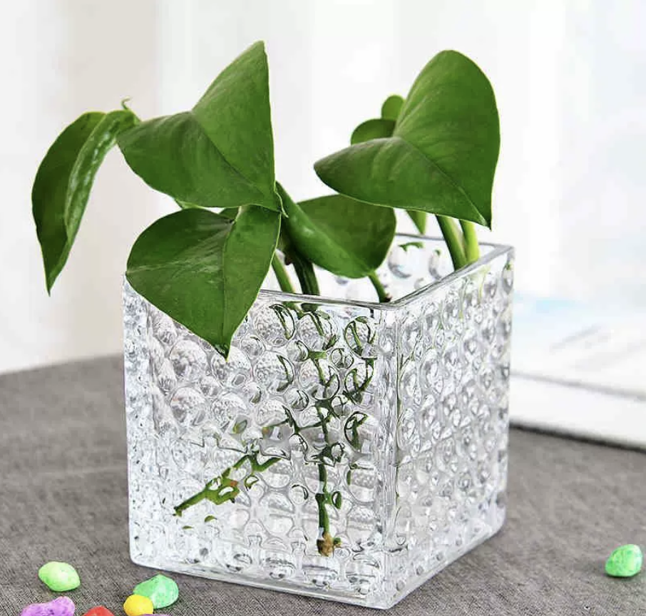Looking for high-quality glass hydroponic vases? Read these practical tips to avoid common pitfalls!