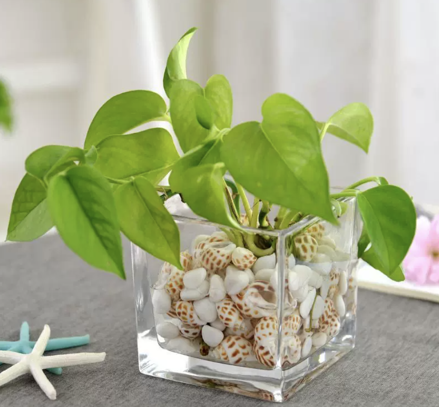 Looking for high-quality glass hydroponic vases? Read these practical tips to avoid common pitfalls!